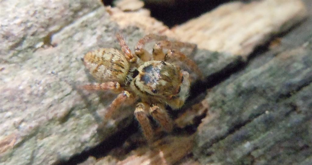 Carrhotus xanthogramma - Cuma (NA)